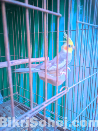 কোকাটেল